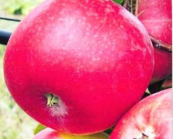 Яблуня зимова Амулет (Amulet). Саджанці з ОКС.