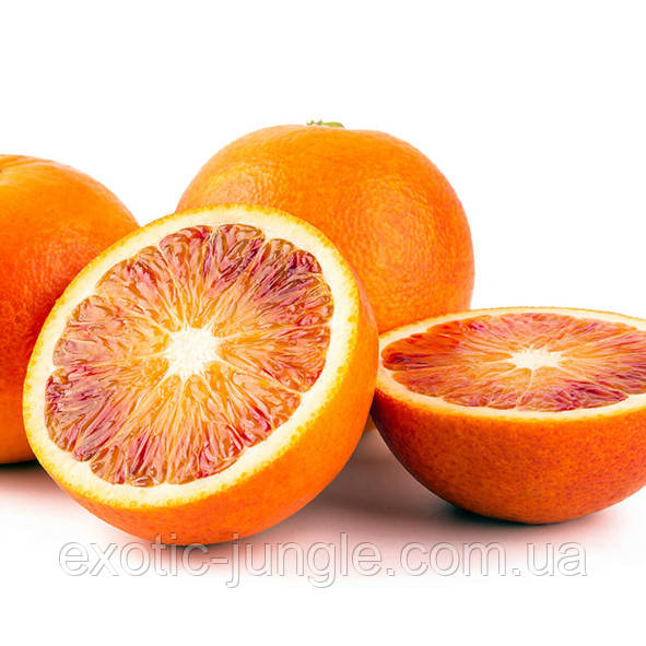 Апельсин "Тарокко Chelif" (C. sinensis "Tarocco Chelif") до 20 см. Комнатный - фото 3 - id-p1503527868