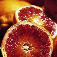 Апельсин "Тарокко Chelif" (C. sinensis "Tarocco Chelif") 20-25 см. Комнатный