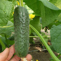 Огірок Анвар F1 (1000нас.) Clause