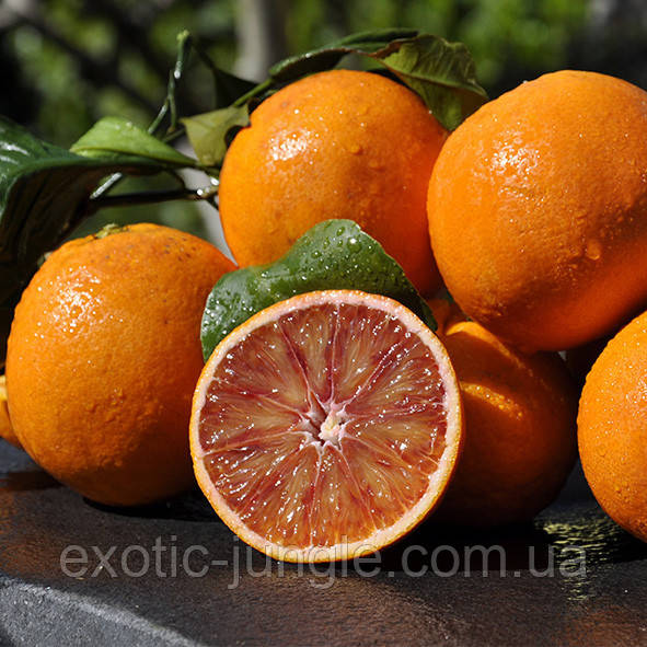 Апельсин "Тарокко Гало" (C. sinensis "Tarocco Gallo") 25-30 см. Кімнатний