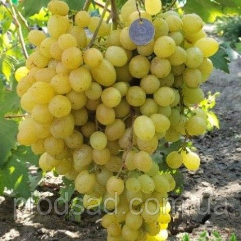 Виноград кишмиш Соломія