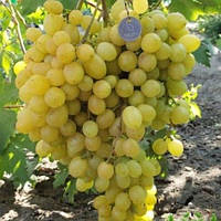 Виноград кишмиш Соломія