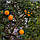 Понцірус трифоліату «Літючий дракон» (P. trifoliata Monstruosa) до 20 см., фото 4