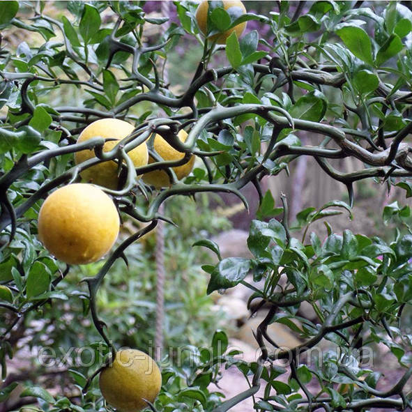 Понцірус трифоліату «Літючий дракон» (P. trifoliata Monstruosa) до 20 см.