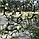 Понцірус трифоліату «Літкий дракон» (P. trifoliata Monstruosa) 20-25 см., фото 2