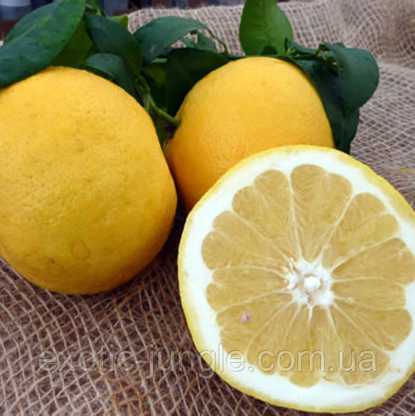 Грейпфрут "Marsh seedless nucellare" (C. paradisi "Marsh seedless nucellare") 40-45 см.