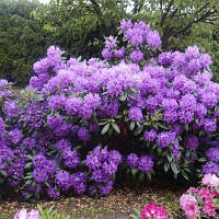 Рододендрон Grandiflorum 3 річний контейнер 2 л 3 шт