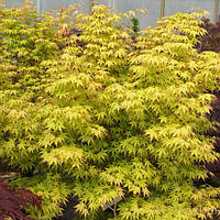 Клен японский Acer palmatum 60-80см