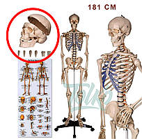 Об’ємний анатомічний скелет людини 181 см