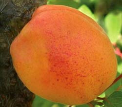 Абрикос Джумбо кот (середньостиглий), фото 1