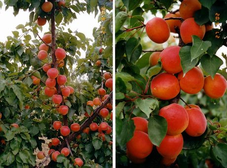 Абрикос Нимфа (ранний), фото 1