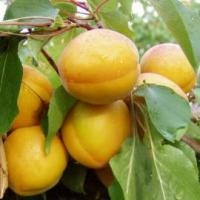 Абрикос Сатисфекшн (ранний), фото 1