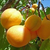 Абрикос ананасний Дима (ранній), фото 1