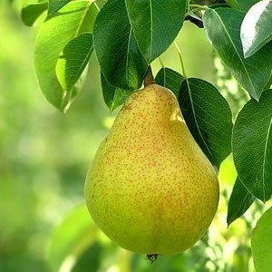 Груша колоноподібна Декора (літня), фото 1