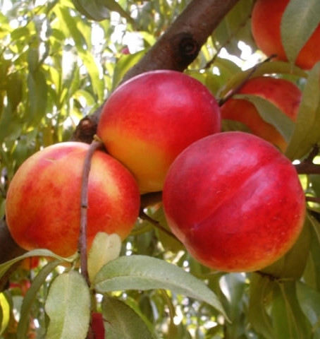 Нектарин Фантазия, фото 1