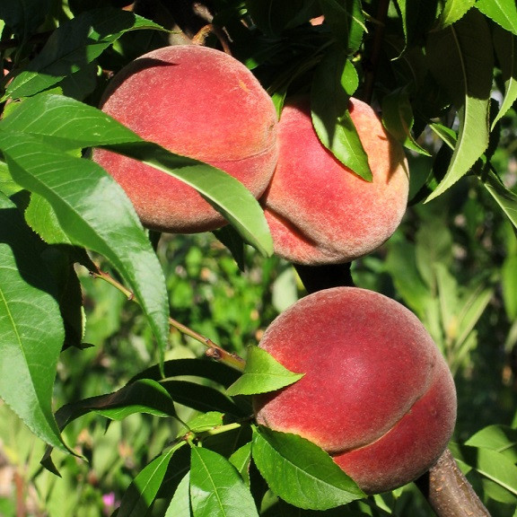Персик Ерлі Глов (середньостиглий), фото 1