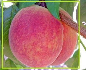 Персик Санрайз (середньостиглий), фото 1