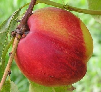 Нектарин Старк Ред Голд (середньостиглий), фото 1