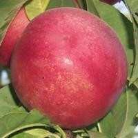 Нектарин Сузір'я (середньостиглий), фото 1