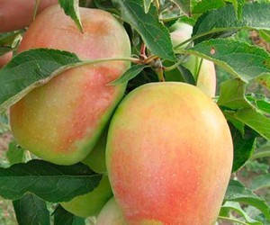 Яблуня Синап Кандиль