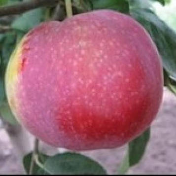 Яблуня Віста Белла (літня)