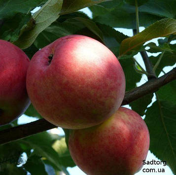 Яблуня Мантет (літня)