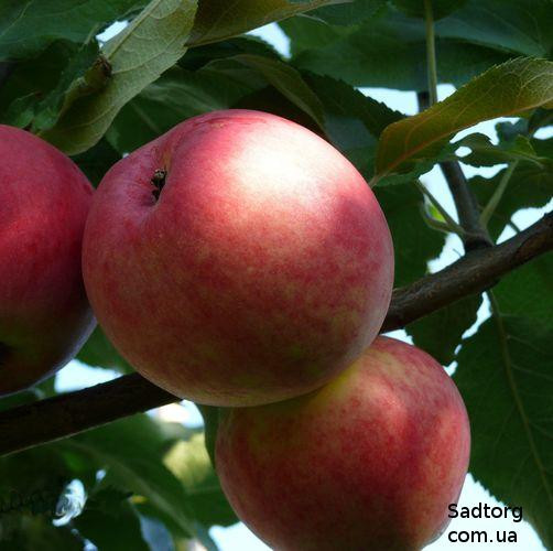 Яблуня Мантет (літня), фото 1