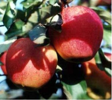 Яблуня Пінова (зимня), фото 1