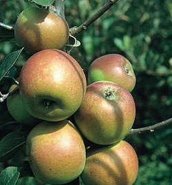 Яблуня Лиголь (зимова), фото 1