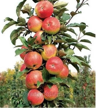 Яблуня колоновидна Останкіно (осіння)