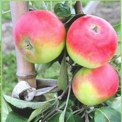 Яблуня Женева Ерлі (літнє), фото 1
