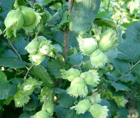 Фундук Шедевр вкс, фото 1