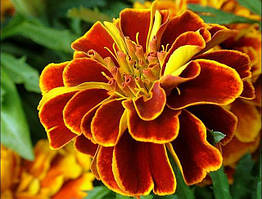 Чорнобривці (чорнобривці)