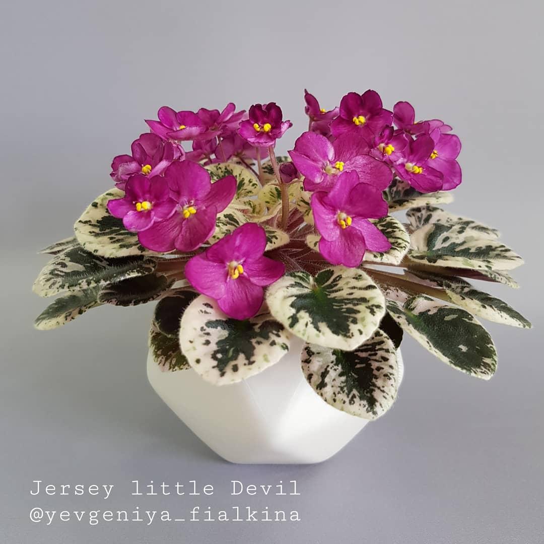 Фіалка Jersey Little Devil (R. Kurzynski) дитинко