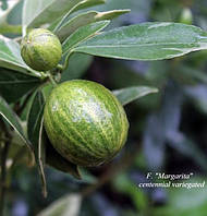 Кумкват "Маргарита" пестролистий (F. margarita foliis variegatis) до 20 см. Кімнатний