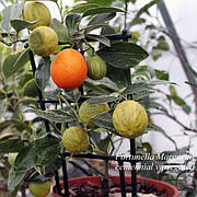 Кумкват "Маргарита" ряболисті (F. margarita foliis variegatis)