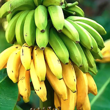 Саджанці банана карликового Саймон (Simon) - урожайний, солодкий, невибагливий