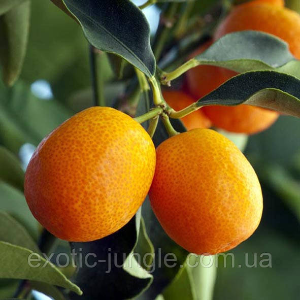 Кумкват "Мейва" (F. crassifolia "Meiwa") 25-30 см. Кімнатний