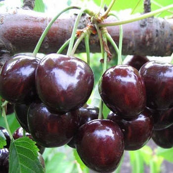 Черешня Французька Чорна (пізня)