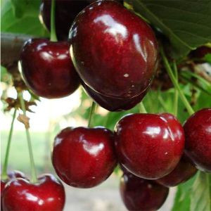 Черешня Лапінс (пізня), фото 1