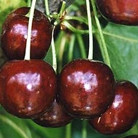 Вишня Іграшка (середньостигла), фото 1