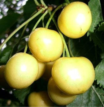 Черешня Дачниця (рання)