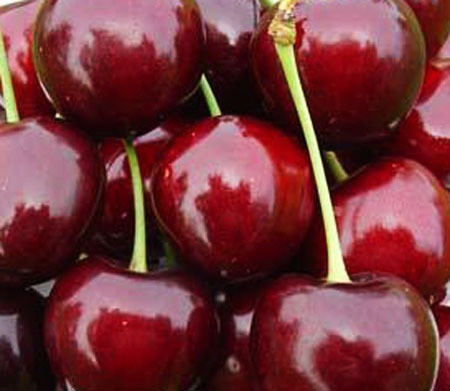 Черешня Бігарро Бурлат (середньо-рання), фото 1