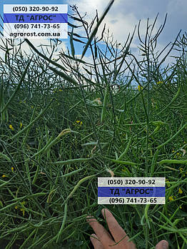 Ярий (ріпак Аксель). Насіння ярого ріпаку Аксель. Класичний "ярий ріпак АКСЕЛЬ".