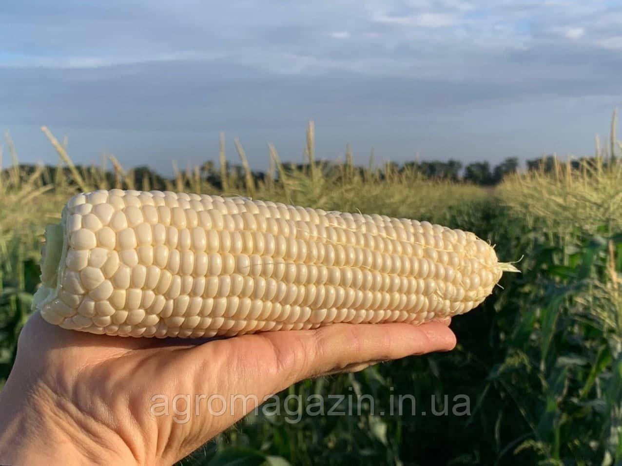 Кукурудза Ніколь F1 (5000нас.) Clause