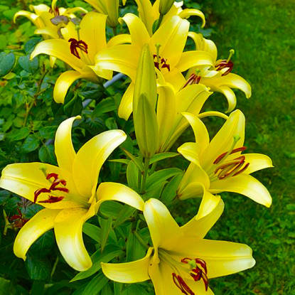 Лілія Йеллоуин (Lilium OT Hybrid Yelloween) 3 шт. Нідерланди, фото 2