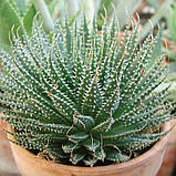 Алое остисте Aloe aristata, фото 2