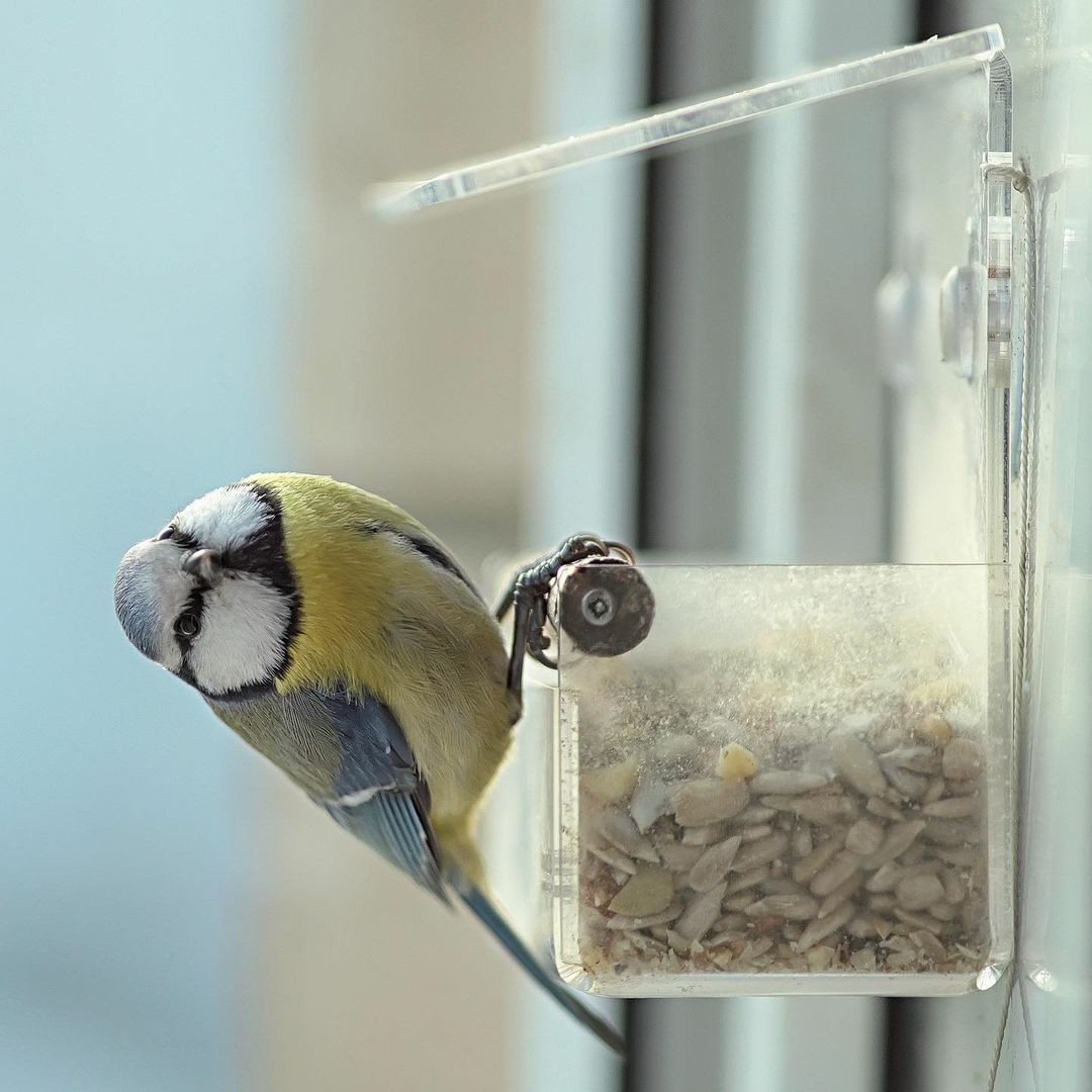 Годівниця для птахів з присосками на вікно акрилова Лоджія