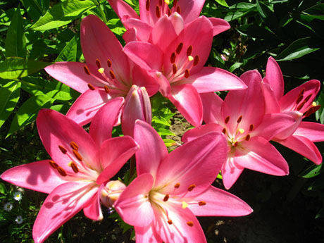 Лілію Арбатакс (Lilium LA Hybrid Arbatax) 3 шт. Україна, фото 2